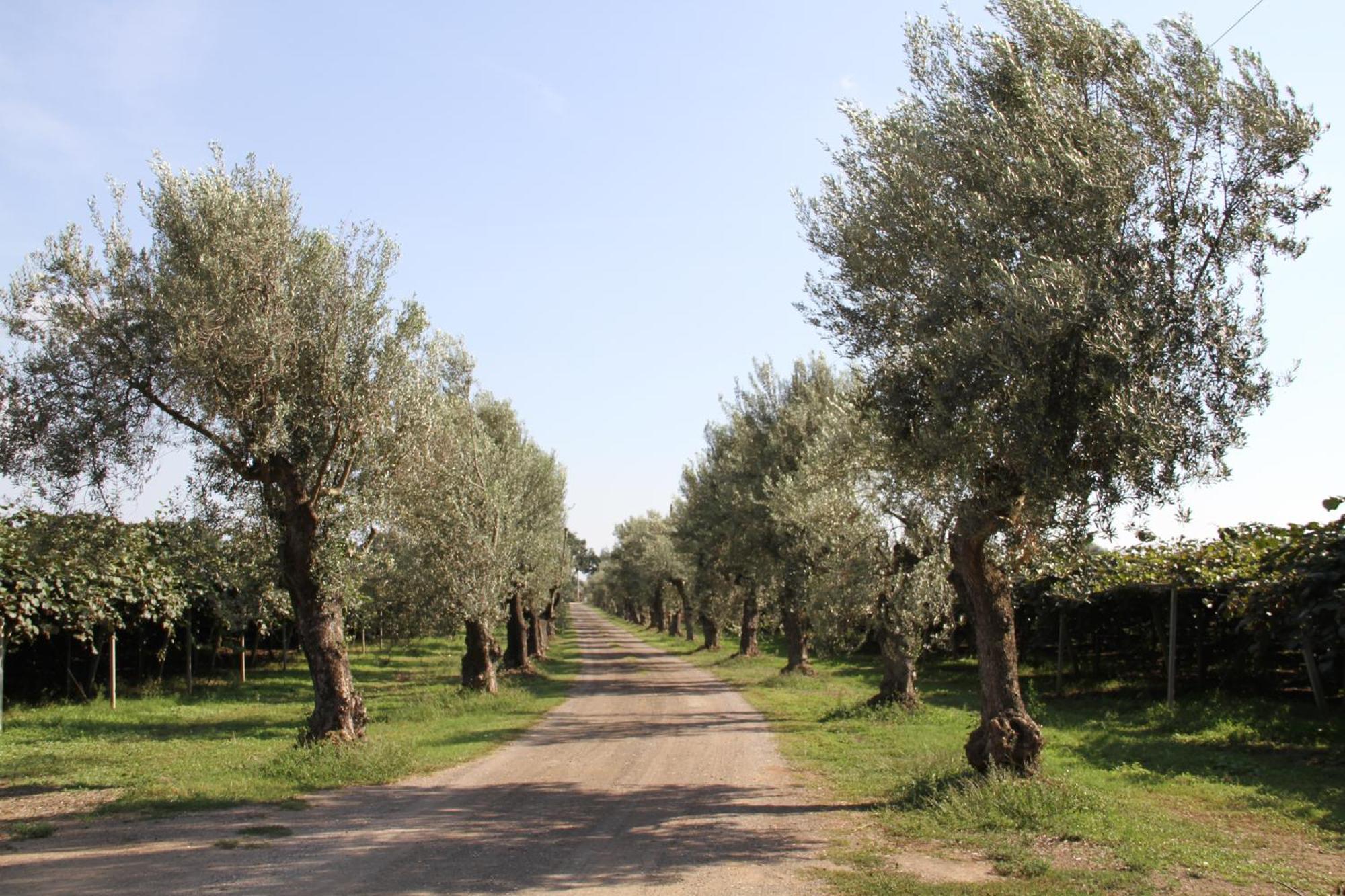 Agriturismo Ali E Radici Cisterna di Latina Luaran gambar